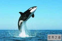 世界最厉害的十大食肉动物，北极熊上榜，第五被誉为丛林之王