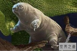 最耐寒的十大动物排名 北极熊上榜，第一在-200℃以下也能生存