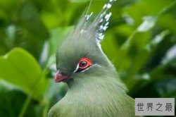 世界最美丽的十种鸟，锦鸡上榜，第一不擅长飞行