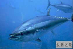 世界营养价值最高的十大鱼类，鲢鱼上榜，第一被誉为刺身之王