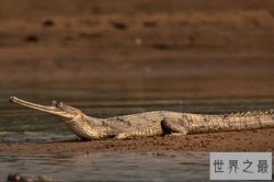 世界体型最大的十大鳄鱼，美洲鳄上榜，第二是世界最大的爬行动物