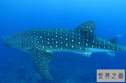 世界体型最长的十大鱼类，蝠鲼上榜，第三是世界最长的硬骨鱼