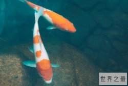 世界十大最美观赏鱼排名，热带鱼居多，第二适合新手小白饲养