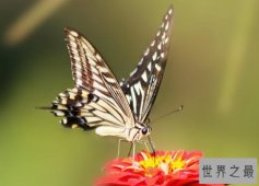 世界十大最美蝴蝶，第五名很有趣，大紫蛱蝶成为濒危