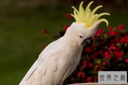 寿命最长的十大鸟类，火烈鸟上榜，第四可以与人类进行真正的交谈