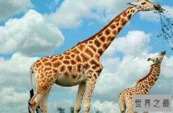 世界十大最高的哺乳动物排名 河马仅第十,长颈鹿