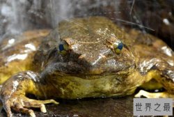 动物界十大跳高健将 袋鼠上榜,第一是蛙类“巨无霸”