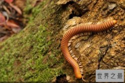 十大脚最多的动物排名，蚰蜒上榜，第一是“千脚虫”