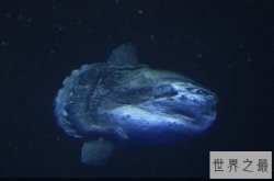 世界十大繁衍能力最强动物 蟑螂上榜,第一是“产子冠军”