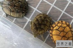 世界十大最小的龟排行榜 巨头龟上榜,第一超迷你