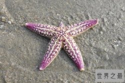 十大动作最慢的动物排名 三趾树懒上榜,第一竟是海星