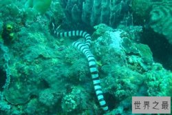 十大最毒的海蛇 长吻海蛇上榜,第一被咬后十分钟就死