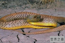 世界十大剧毒蛇排名 眼镜王蛇仅第十,第一可杀死20万只老鼠