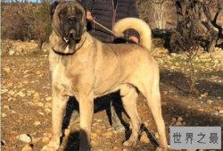世界体型最大的十大犬类，圣伯纳犬上榜，第一被视为土耳其的国宝