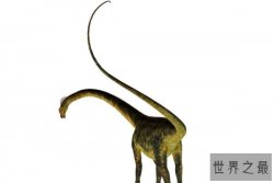 世界尾巴最长的十种动物，浅海长尾鲨上榜，第三是纯观赏品种