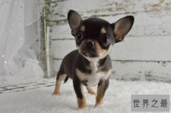 世界上最小的狗前十名 博美犬上榜，第一身高仅有15厘米左右