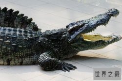 世界十大动物之王，大白鲨上榜，第二是平均体重最大的猫科动物