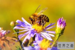 世界上最勤劳的动物前三名 蚂蚁上榜，第一一直是勤劳的代名词