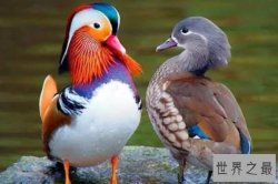 世界十大著名爱情鸟，黑颈天鹅上榜，第一自古就被看为爱情的象征