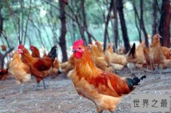 中国十大上等土鸡品种，清远麻鸡上榜，第一被誉为土鸡之王