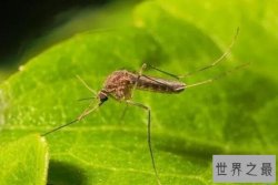 世界十大最致命动物排行榜 北极熊上榜，第五被称为“草原之王”