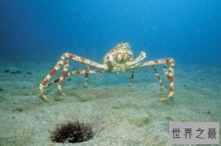 全球十大最怪异螃蟹物种 拳击蟹上榜，第六体长只有2厘米