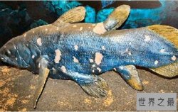 全球10大存活至今的史前鱼类 鲟鱼上榜，第二又被称为“金恐龙”