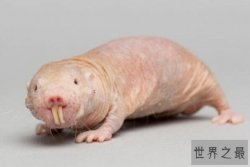 世界十大丑陋动物排行榜 眼镜猴上榜，第六被很多人称为“怪物”