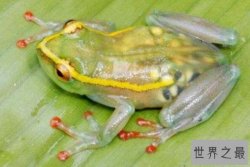 世界十大透明动物排行榜 透明水母上榜，第一是透明青蛙