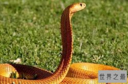 十种最奇特黄色动物排行榜 黄花鱼上榜，第九还是著名的滋补保健食品