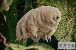 十大生命力最强的动物排行 骆驼上榜，第一在真空状态下也能生存