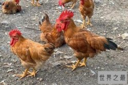 十大携带流感病毒动物 猫、狗上榜，鸡最有可能携带流感病毒