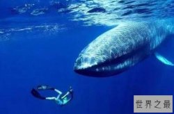 全球十种奇特蓝色动物排行榜 蓝闪蝶最好看 第七带毒