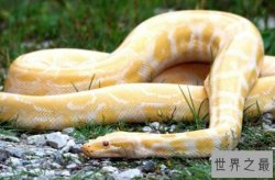 十种最奇特黄色动物排行榜，蜜蜂最常见，第一种很稀少