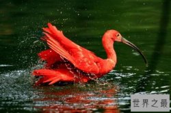 十种神奇红色动物排行榜 小龙虾上榜，第七被称为“财神鱼”