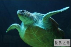 十种美妙的绿色动物排行榜 绿孔雀上榜，第五被认为是残酷的冷血杀手