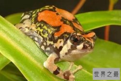 十大最怪异青蛙排行榜 最大的蛙有3公斤重 第十是伪装高手