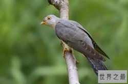 最著名的十大动物骗子排行 变色龙上榜，第三本领是“装死”