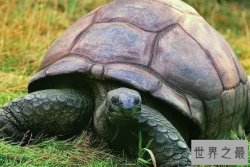 动物界十大寿星排行 最长寿的鸟77岁，第一活到了255岁