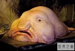 世界最丑陋的海洋生物 斧头鱼上榜,第一丑哭了