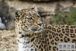 盘点世界豹子的种类 非洲豹上榜,第二是“金钱豹”