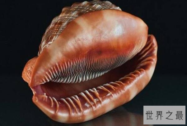 【世界十大最好看的贝类，唐冠螺上榜，第一是世界四大名螺之首】图2