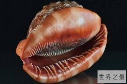 世界十大知名海螺品种，唐冠螺上榜，第三是世界四大名螺之首