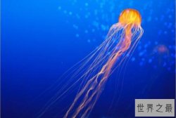 毒性最强的十大水母品种，花笠水母上榜，第四毒性最强