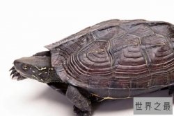 世界十大最稀有的乌龟品种，缅甸星龟上榜，第一数量最稀少