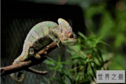 世界著名的十大蜥蜴品种，科莫多巨蜥上榜，第一是伪装大师