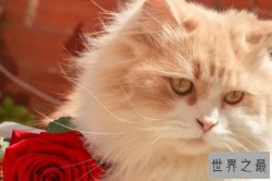 世界十大著名长毛猫，安哥拉猫上榜，第一被誉为“猫中王子”