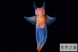 海洋中十大最漂亮的动物，蝴蝶鱼上榜，第一有着冰海精灵的美称