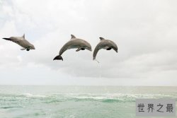 盘点十大睡觉时间最短的动物，非洲象上榜，第一是微笑天使