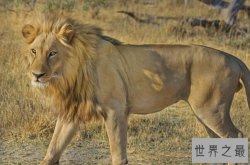 非洲分布广泛的十大猛兽，河马上榜，第一是顶级猫科食肉动物